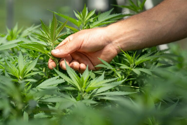 Cannabis Extract Shows Promise for Chronic Back Pain