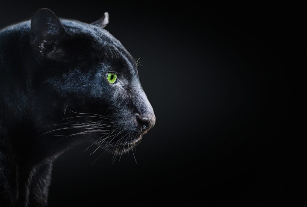Black Panther Sightings Stir Dupnitsa