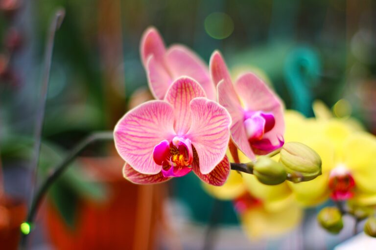 Plantwatch: The Extraordinary Orchid That Lives and Blooms Underground