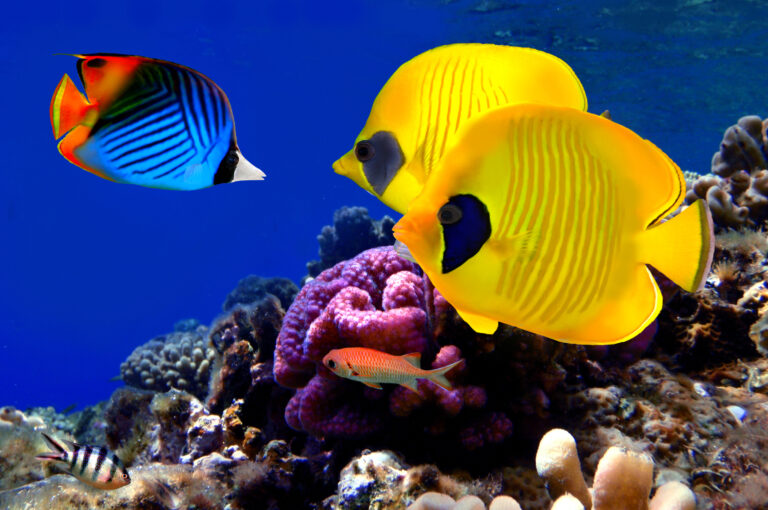 Experts Warn Global Aquarium Fish Trade Still Dominated by Wild Capture