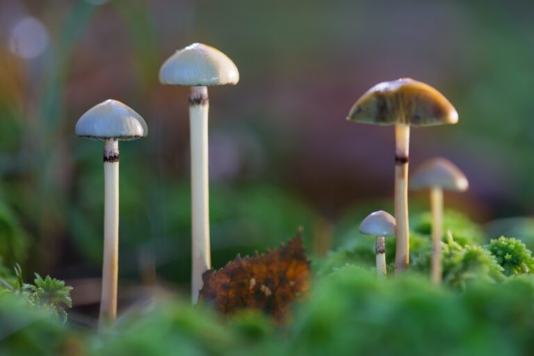 Psychedelic Treatments Show Promise for OCD, While Cannabis Does Not, Review Finds
