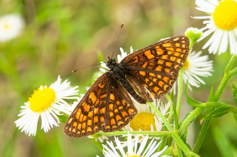 Good Weather Helps Rare Marsh Fritillary Butterfly Rebound