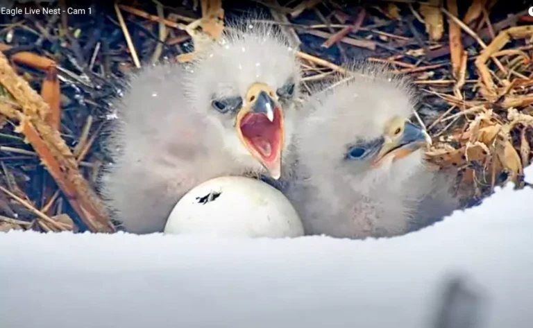 Three Minnesota Eaglets Hatch Successfully